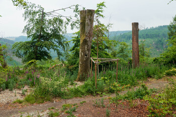 Ruhehain in einem sehr sch&ouml;nen Wald in der Eifel - Fingerhut an  Baumst&auml;mmen