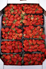 fresh strawberries in a box