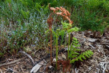 Ruhehain in einem sehr schönen Wald in der Eifel - vergiss mein nicht
