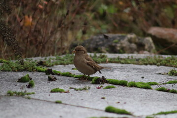 Vogel | Bird