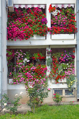 Beautiful flower garden on the windows. Montenegro, Tivat