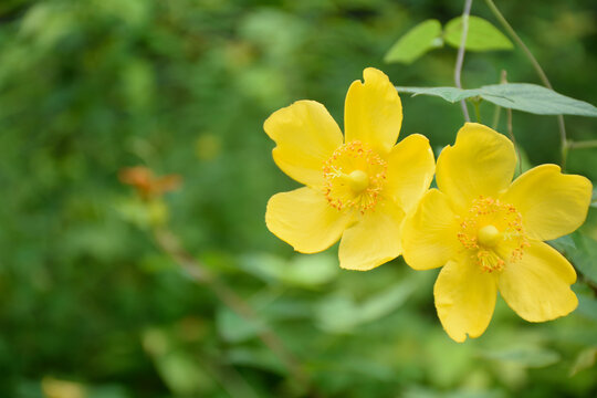 Hypericum patulum - Kinshibai.
