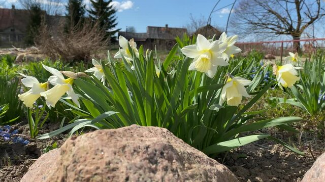 daffodils in the garden on a summer day
