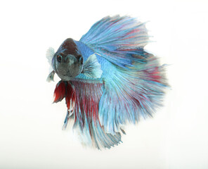 Obraz premium blue betta on white background