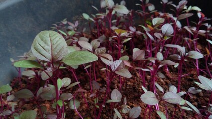 red spinach saplings