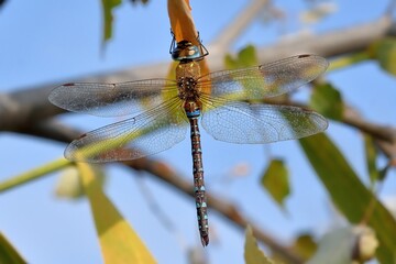Aeshna mixta, maschio