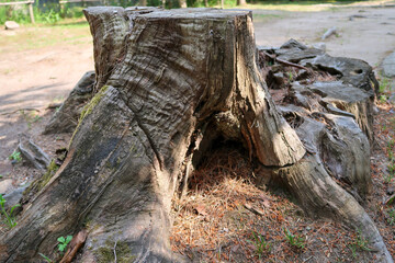 古い切り株
