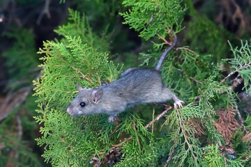 Ratto delle chiaviche