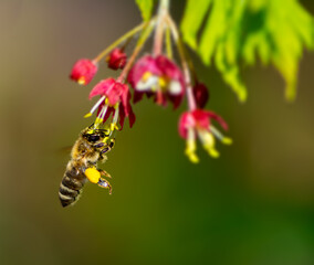 Honeybee flying to a flower blossom