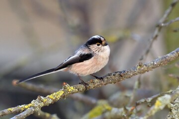 Fototapeta premium Codibugnolo