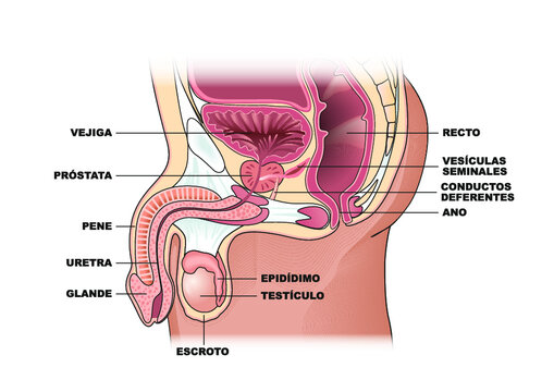  Aparato genital masculino