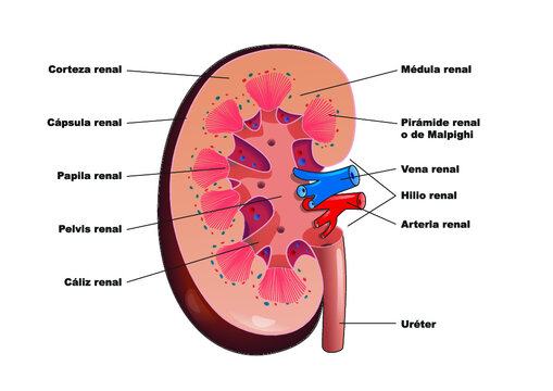 Partes del riñón humano