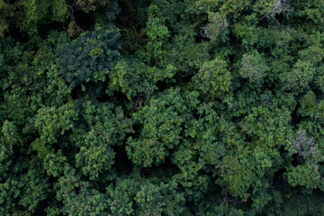 Top view of humid forest located in Thailand.