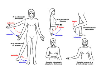 Movimientos articulares en humanos