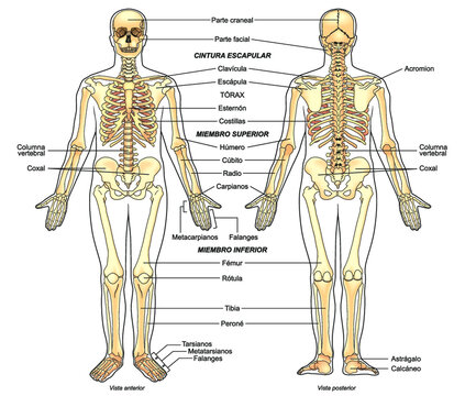 Esquema de un esqueleto humano