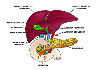 Esquema de hígado y páncreas humano