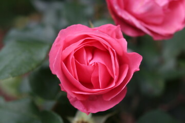 Pinke Rose