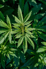 Fototapeta na wymiar Wild Cannabis plants