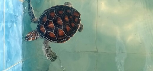 cute loggerhead sea turtle floating in the pond .pattern sea turtle shell