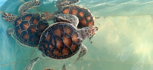 three loggerhead sea turtle swimming in the pond.pattern of sea turtle shell