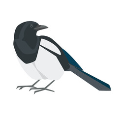 Magpie bird. Side view. Vector illustration. Isolated on a white background.