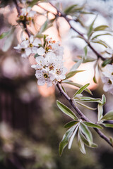 Beautiful blossoming tree on spring season. Close-up photo with great golden hour light.