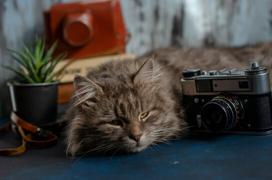 gray tabby cat with vintage camera