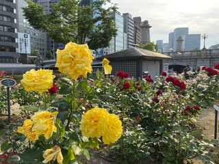 daffodils in the garden