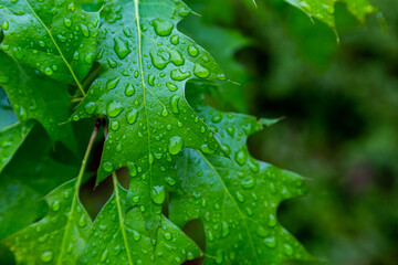 Water droplets from the rain rest on a bright green tree leaf, viewed up close.
