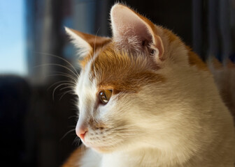 red cat sits in a dark room and is sad