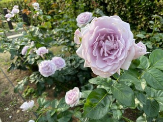 pink roses in garden