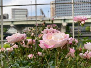 flowers in the garden