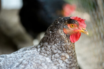 Close up of chickens in the coop. Hen in a farmyard - selective focus