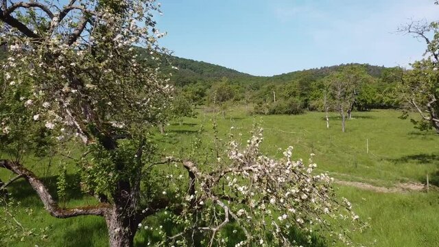 alte Streuobstwiesen als Wertvoller Lebensraum im Rheintal