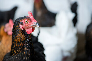 Close up of chickens in the coop. Hen in a farmyard - selective focus