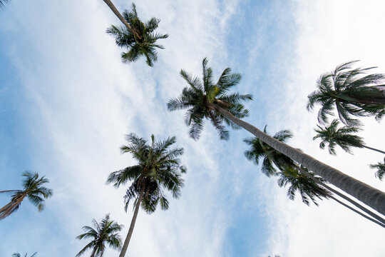 Coconut palm trees with a blue cloudy sky perspective view.