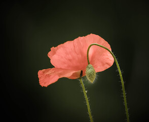 red poppy on black background