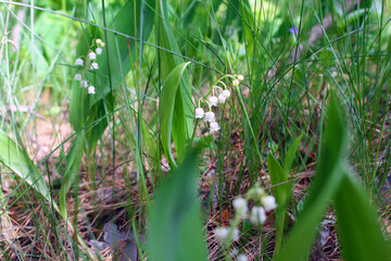 Beautiful vegetation of the Belarusian forest