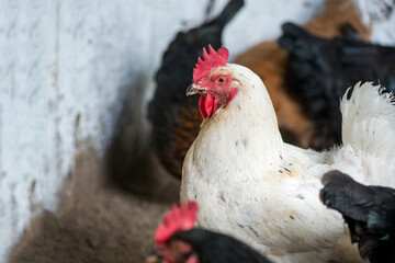 Close up of chickens in the coop. Hen in a farmyard - selective focus
