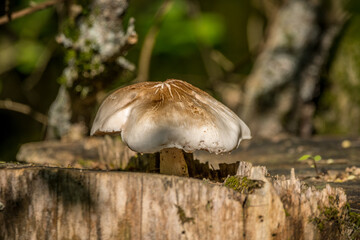Giant mushroom on a tree stump