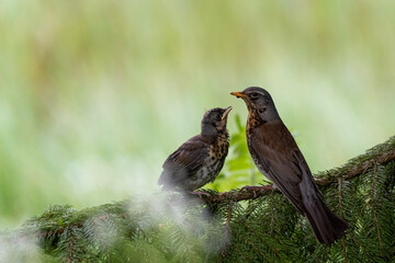 Juvenile Fieldfare with parent