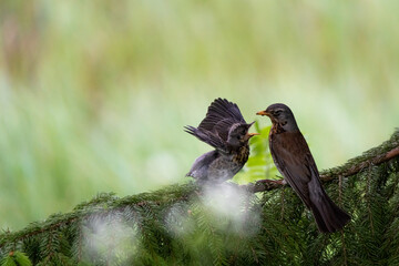 Hungry juvenile Fieldfare with parent