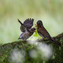 Parent feeding juvenile Fieldfare