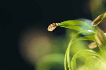 Close-up of young green sprouts of micro greens