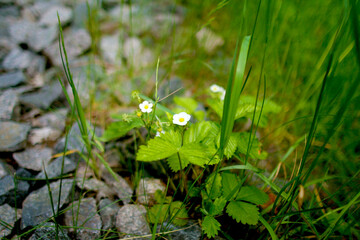 Beautiful vegetation of the Belarusian forest