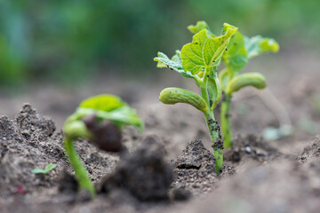 Close up of germination of bean seeds in a rural garden - selective focus