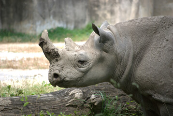 Obraz premium June 5, 2008. Brookfield, Illinois, USA. A Rhinoceros (rhino) in the Brookfield Zoo.