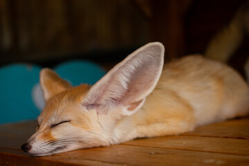 Fototapeta na wymiar Close up Fennec fox(Desert fox) is sleeping.