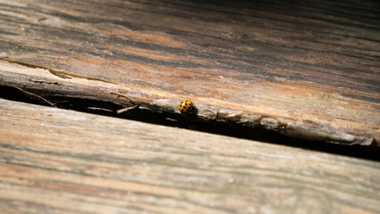 Coccinella su legno