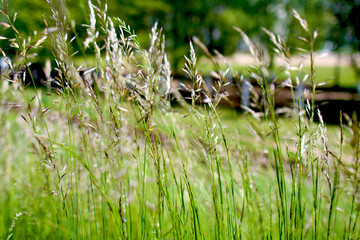 Beautiful vegetation of the Belarusian forest
